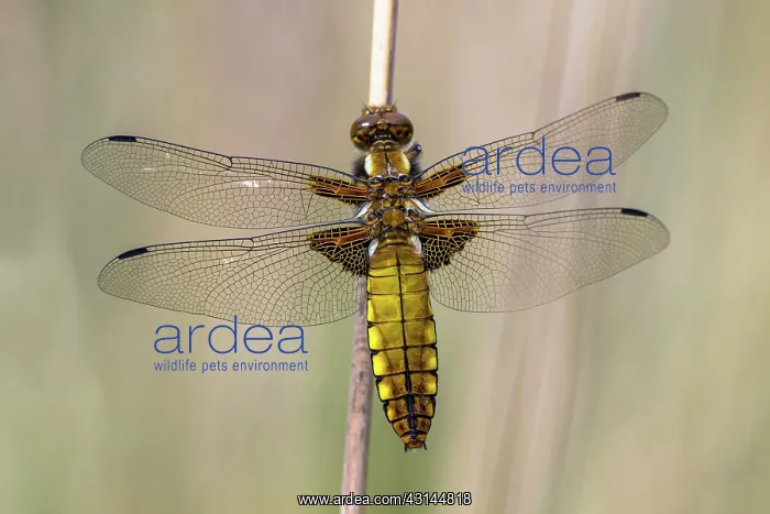  : Broad-bodied Chaser