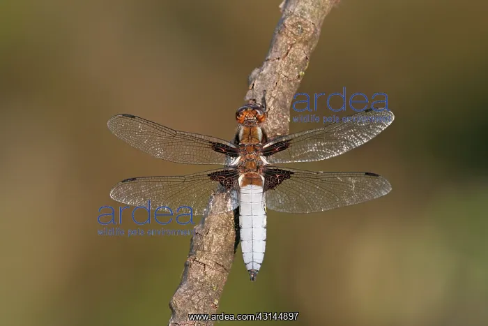 : Broad-bodied Chaser : Broad-bodied Chaser