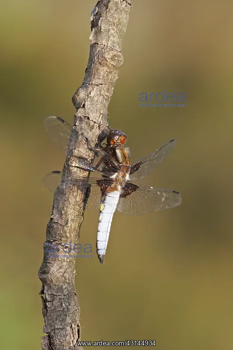 : Broad-bodied Chaser : Broad-bodied Chaser
