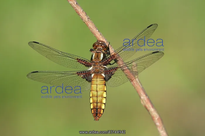 : Broad-bodied Chaser : Broad-bodied Chaser