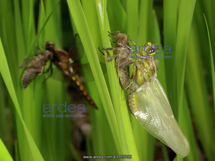  : Broad bodied Chaser