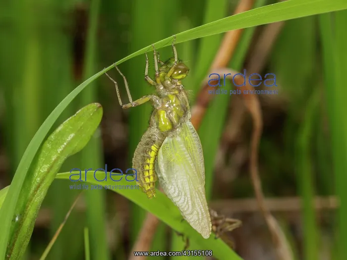  : Broad bodied Chaser