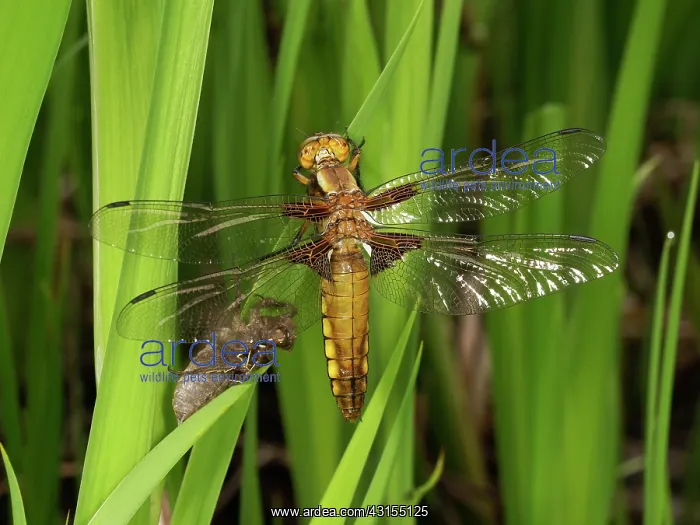 : Broad bodied Chaser : Broad bodied Chaser