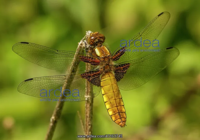 : Broad bodied Chaser : Broad bodied Chaser