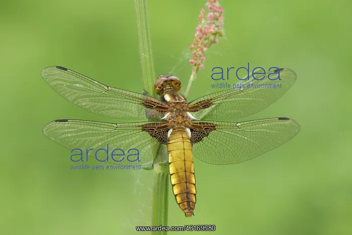 : Broad bodied Chaser : Broad bodied Chaser