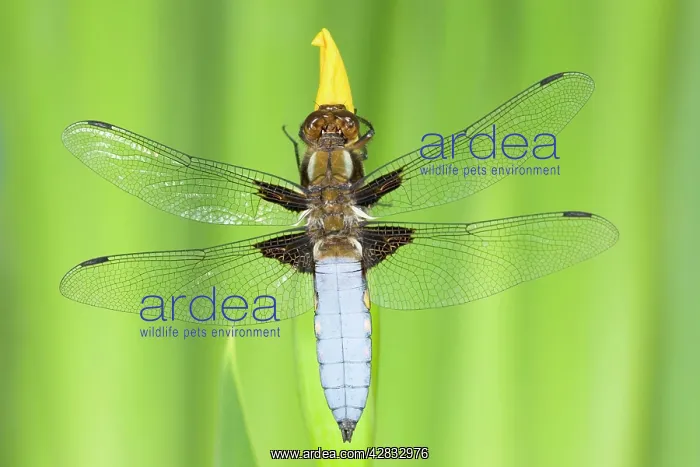 : Broad-bodied Chaser Dragonfly - Male on yellow flag : Broad-bodied Chaser Dragonfly - Male on yellow flag