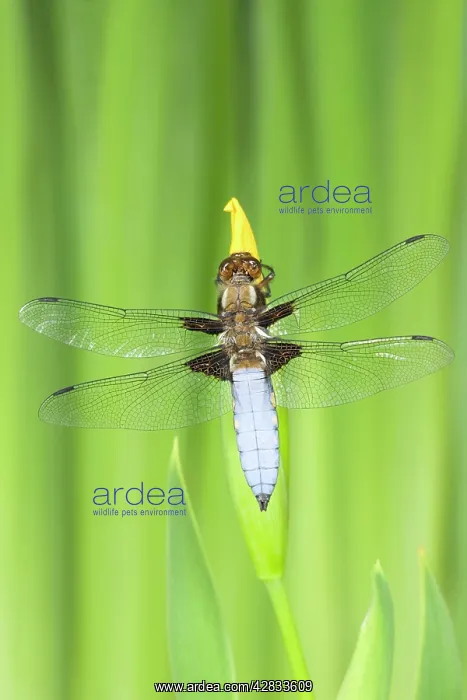 : Broad-bodied Chaser Dragonfly - Male on yellow flag : Broad-bodied Chaser Dragonfly - Male on yellow flag