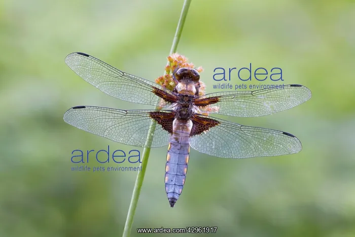 : Broad Bodied Chaser - dragonfly resting on vegetation : Broad Bodied Chaser - dragonfly resting on vegetation