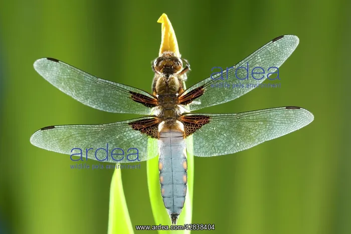 : Broad Bodied Chaser Dragonfly - warming on Yellow Iris : Broad Bodied Chaser Dragonfly - warming on Yellow Iris