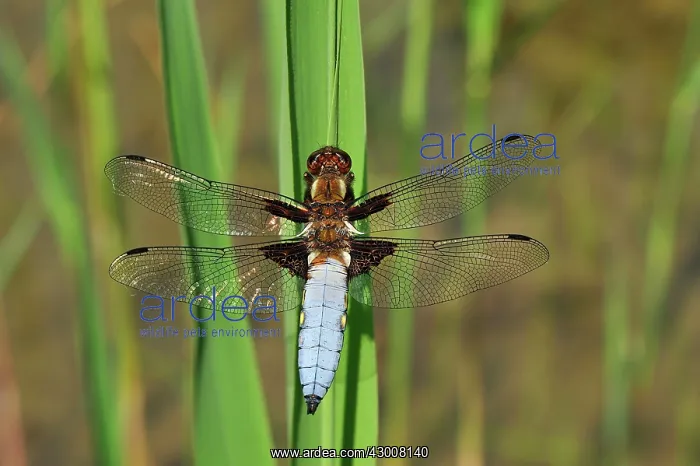 : Broad Bodied Chaser male : Broad Bodied Chaser male