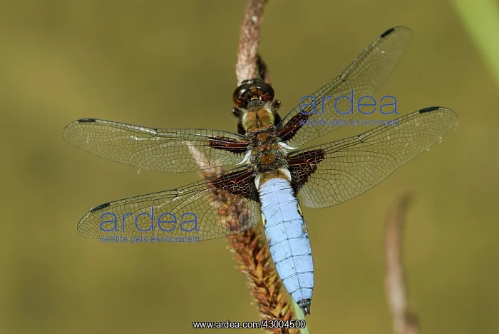  : Broad-bodied Chaser male Aargau Jura Park