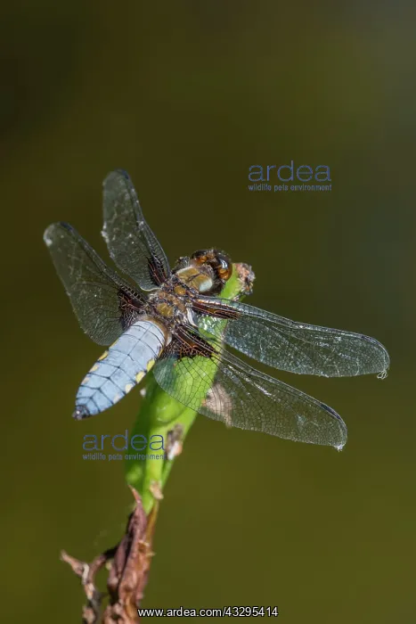 : Broad-bodied Chaser - male on Iris seed pod : Broad-bodied Chaser - male on Iris seed pod