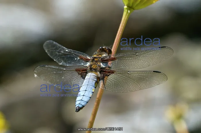 : Broad-bodied Chaser - Male perched on flower stem : Broad-bodied Chaser - Male perched on flower stem