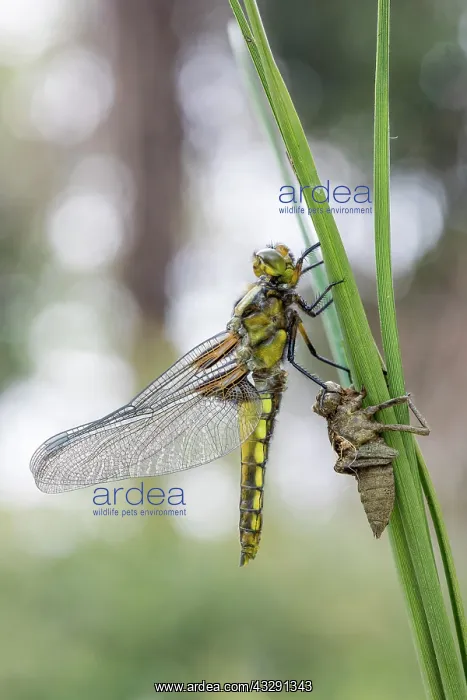 : Broad Bodied Chaser - Newly Emerged - UK : Broad Bodied Chaser - Newly Emerged - UK