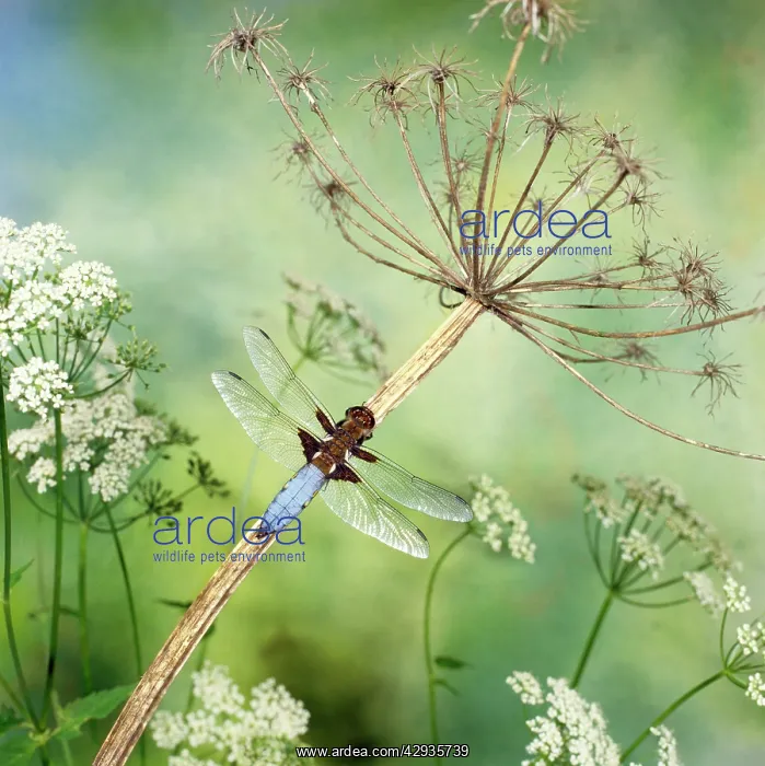 : Broad-Bodied Libellula Dragonfly : Broad-Bodied Libellula Dragonfly