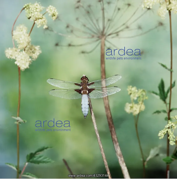 : Broad-bodied Libellula - Male : Broad-bodied Libellula - Male