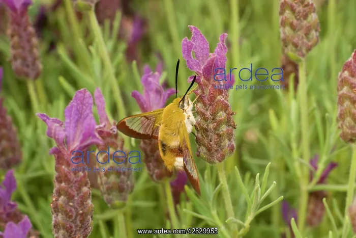  : Broad Bordered Bee Hawk Moth - on French Lavender flower