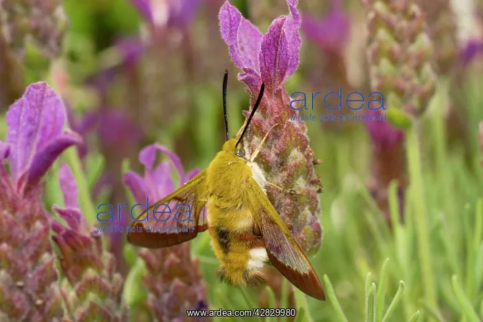  : Broad Bordered Bee Hawk Moth - on French Lavender flower