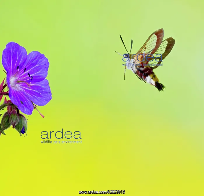  : Broad-bordered Bee Hawkmoth - approaching flower