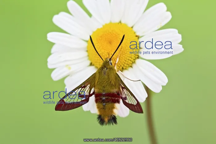 : Broad-bordered Bee Hawkmoth - on flower : Broad-bordered Bee Hawkmoth - on flower