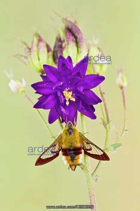 : Broad-bordered Bee Hawkmoth - in garden : Broad-bordered Bee Hawkmoth - in garden