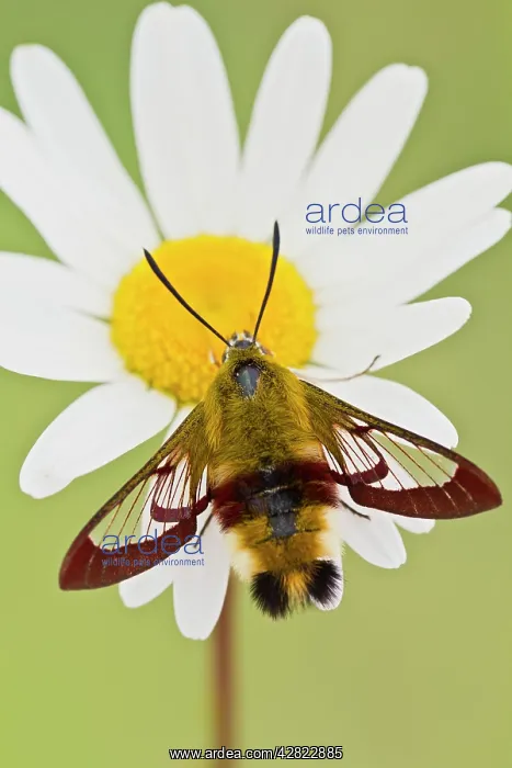 : Broad-bordered Bee Hawkmoth - in garden : Broad-bordered Bee Hawkmoth - in garden