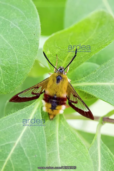 : Broad-bordered Bee Hawkmoth - on honeysuckle : Broad-bordered Bee Hawkmoth - on honeysuckle