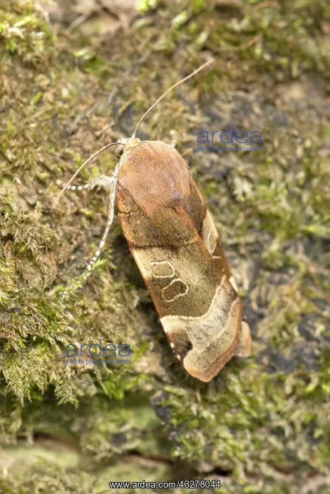 : Broad-bordered Yellow Underwing : Broad-bordered Yellow Underwing