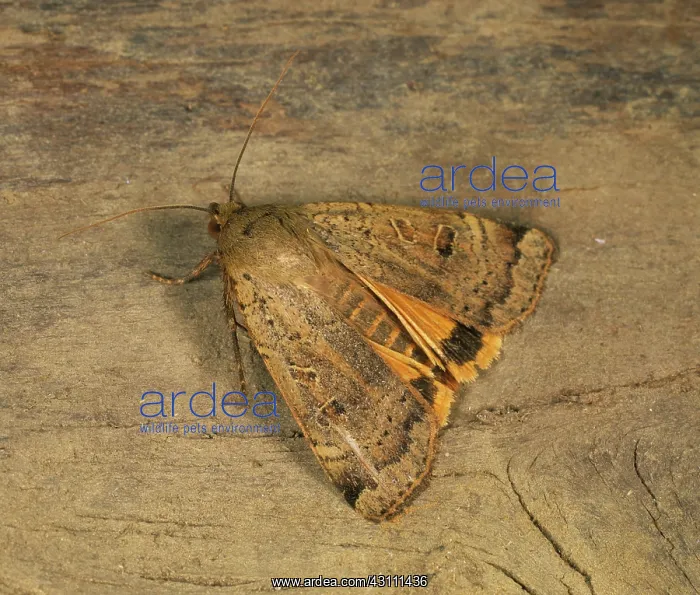 : Broad-bordered yellow underwing moth