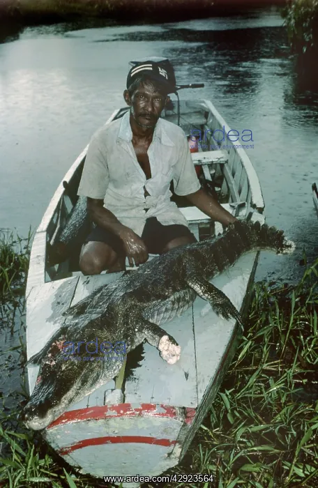: Broad-footed / Broad-snouted Caiman - dead with hunter : Broad-footed / Broad-snouted Caiman - dead with hunter