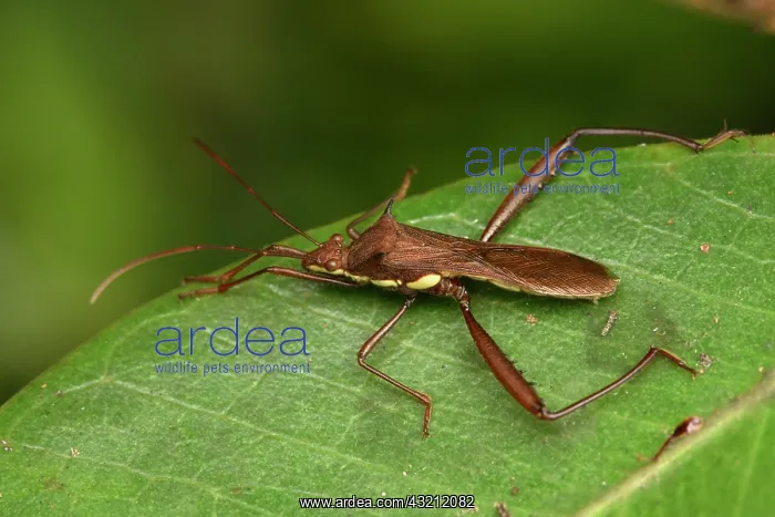 : Broad-headed bug (Alydidae sp) on a leaf, Andasibe : Broad-headed bug (Alydidae sp) on a leaf, Andasibe