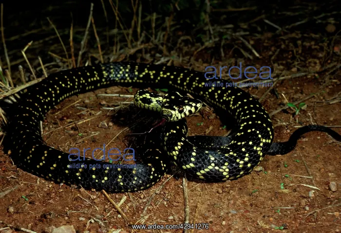 : Broad-headed snake - endangered / vulnerable species : Broad-headed snake - endangered / vulnerable species