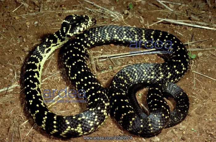 : Broad-headed snake - endangered (vulnerable) species : Broad-headed snake - endangered (vulnerable) species