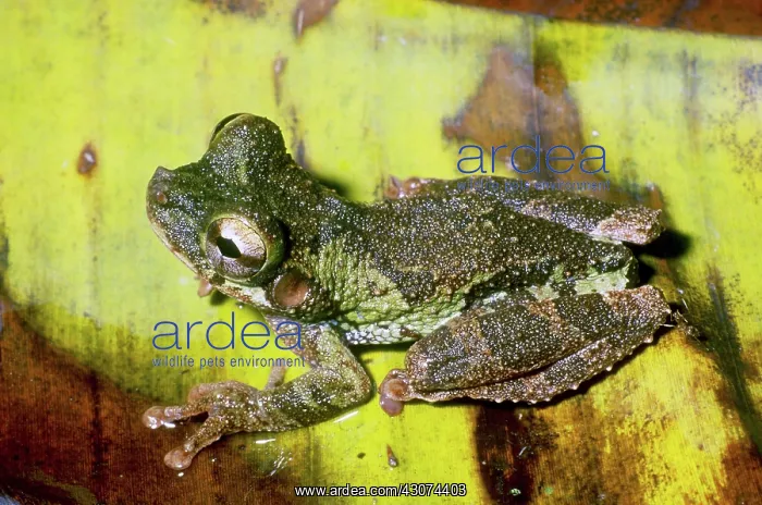 : Broad-headed Treefrog : Broad-headed Treefrog