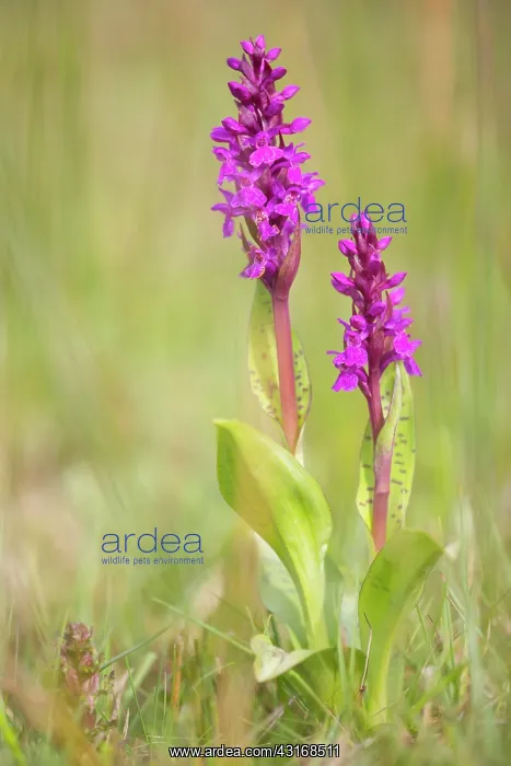 : Broad Leaf Marsh Orchid : Broad Leaf Marsh Orchid