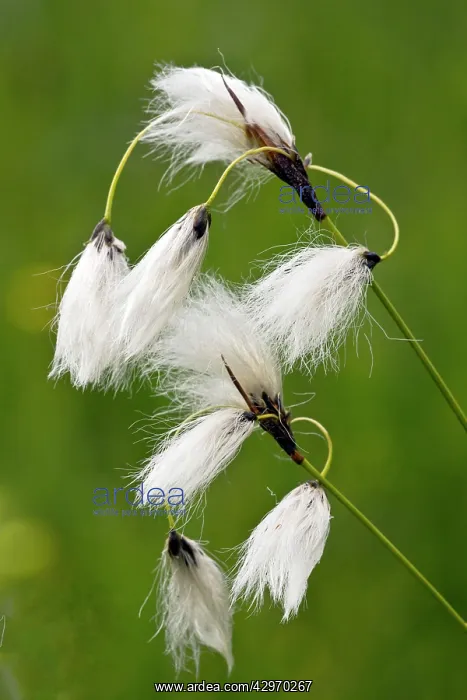 : Broad-leaved Cotton-grass - in fruit - Fen : Broad-leaved Cotton-grass - in fruit - Fen