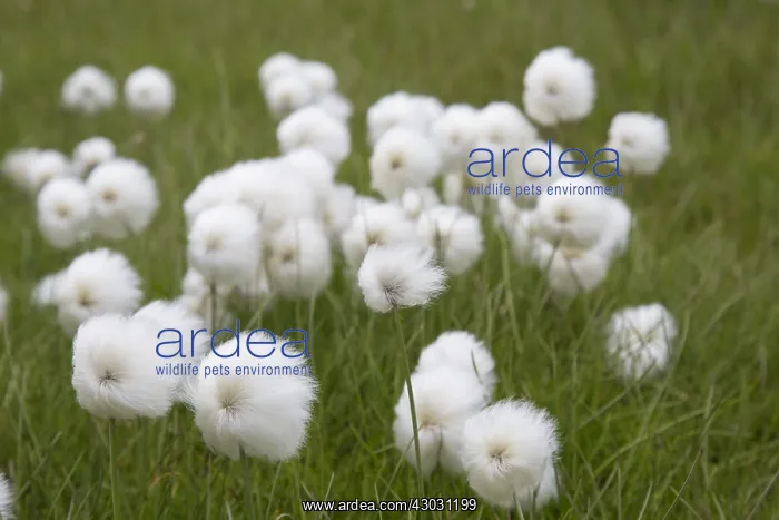  : Broad-leaved Cotton-grass - with seed heads in