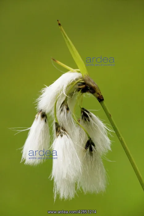 : Broad-leaved Cotton-grass - uncommon fen plant in UK : Broad-leaved Cotton-grass - uncommon fen plant in UK