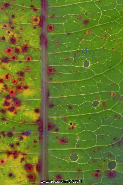 : Broad-leaved Dock : Broad-leaved Dock