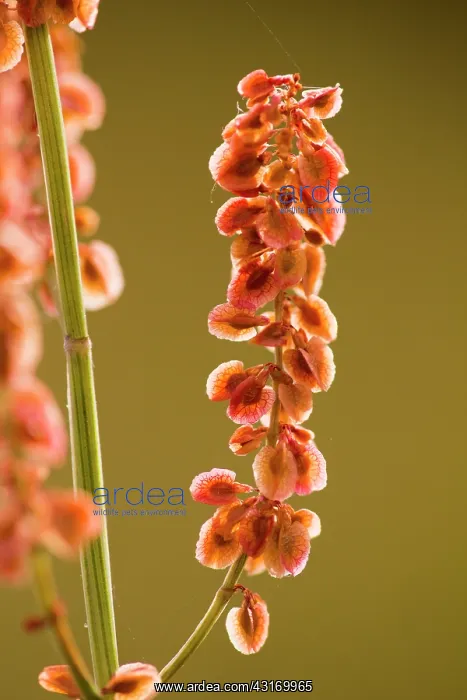 : Broad-leaved Dock : Broad-leaved Dock