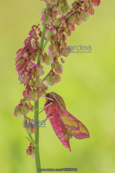 : Broad-leaved Dock : Broad-leaved Dock