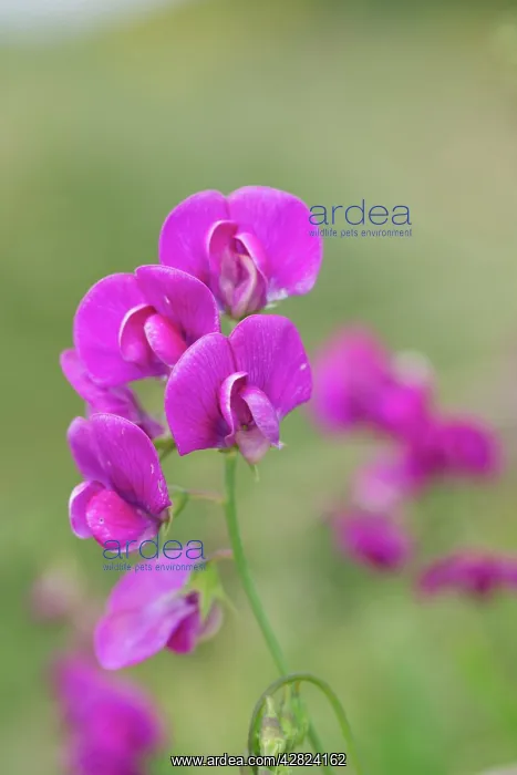 : Broad Leaved Everlasting Pea : Broad Leaved Everlasting Pea