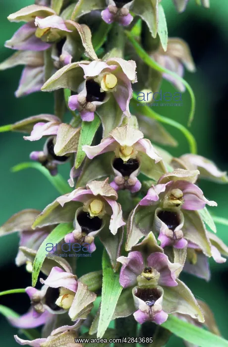 : Broad-leaved Helleborine : Broad-leaved Helleborine