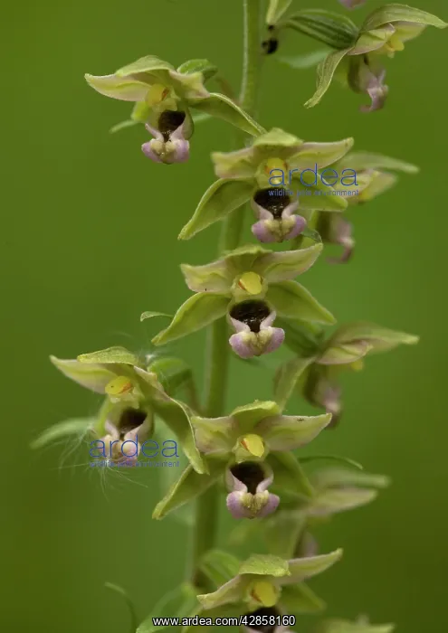 : Broad-leaved Helleborine : Broad-leaved Helleborine