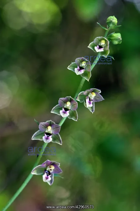 : Broad-leaved Helleborine : Broad-leaved Helleborine