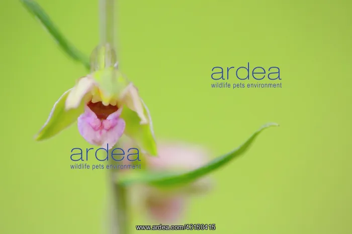 : Broad Leaved Helleborine : Broad Leaved Helleborine