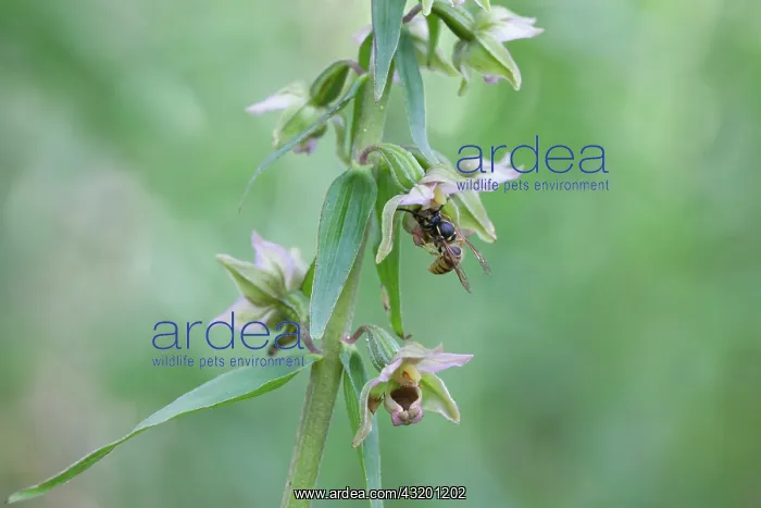 : Broad-leaved Helleborine : Broad-leaved Helleborine