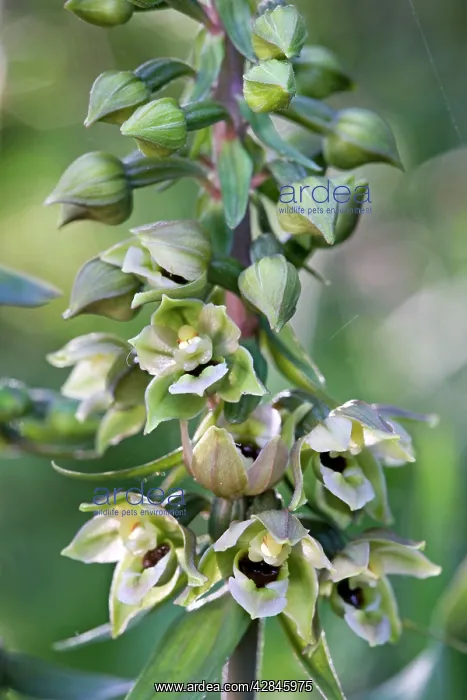 : Broad-leaved Helleborine - flowering : Broad-leaved Helleborine - flowering