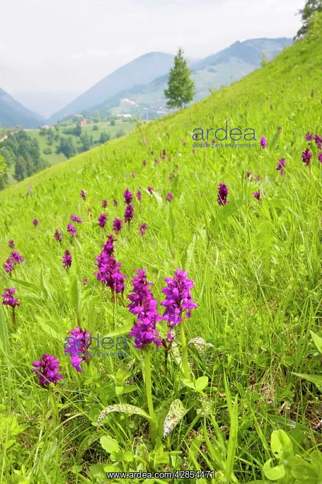 : Broad-leaved Marsh Orchid : Broad-leaved Marsh Orchid