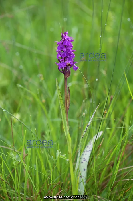 : Broad-leaved marsh orchid : Broad-leaved marsh orchid